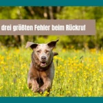 Die 3 größten Fehler beim Rückruf